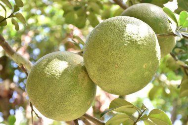 Ağacında asılı büyük yuvarlak yeşil bir nar meyvesi. Tatlı ve ekşi bir tadı vardır ve uzun süre saklanabilir. Taylandlılar bu bitkiyi tüm eyaletlerde yetiştirebilir..