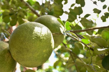 Ağacında asılı büyük yuvarlak yeşil bir nar meyvesi. Tatlı ve ekşi bir tadı vardır ve uzun süre saklanabilir. Taylandlılar bu bitkiyi tüm eyaletlerde yetiştirebilir..