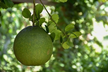Ağacında asılı büyük yuvarlak yeşil bir nar meyvesi. Tatlı ve ekşi bir tadı vardır ve uzun süre saklanabilir. Taylandlılar bu bitkiyi tüm eyaletlerde yetiştirebilir..