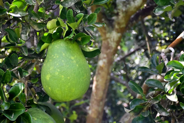 Duży Okrągły Zielony Owoc Pomelo Wiszący Jego Drzewie Słodki Kwaśny — Zdjęcie stockowe
