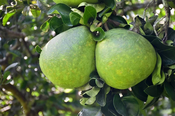 Gran Pomelo Verde Redondo Colgando Árbol Tiene Sabor Agridulce Puede — Foto de Stock