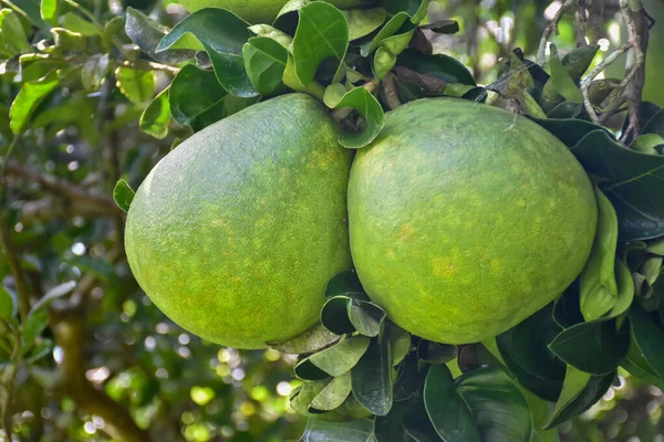Large Green Pomelo Fruit Hanging Its Tree Has Sweet Sour — Stock Photo, Image