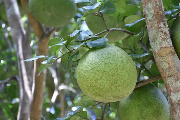 Gran Pomelo Verde Redondo Colgando Árbol Tiene Sabor Agridulce Puede — Foto de Stock