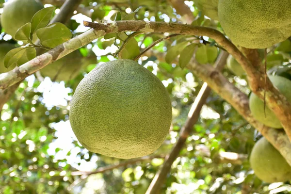 Grand Pomelo Vert Rond Accroché Son Arbre Goût Aigre Doux — Photo