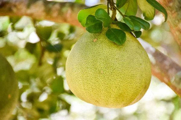 Large Green Pomelo Fruit Hanging Its Tree Has Sweet Sour — Stock Photo, Image