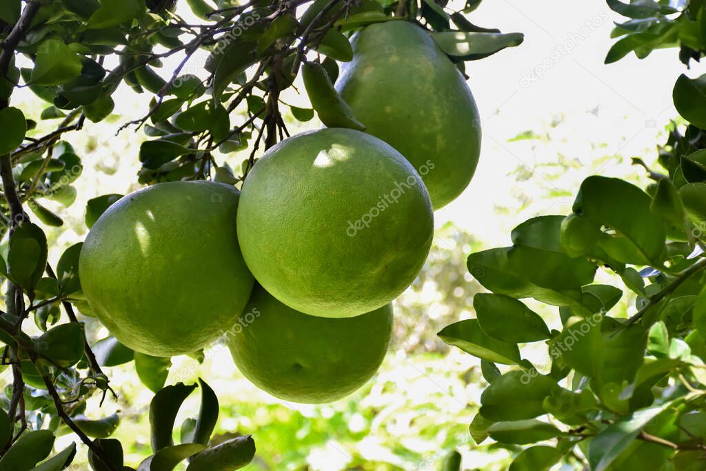 Un gran pomelo verde redondo colgando de su rbol. Tiene un sabor