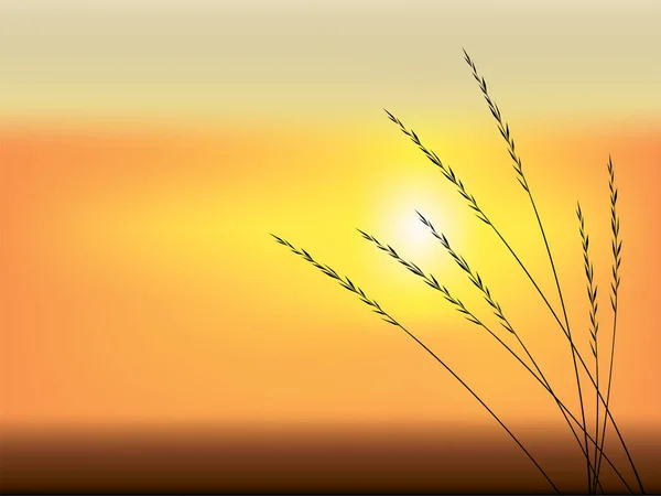 Coucher Soleil Sur Champ Sur Illustration Vecteur Graphique — Image vectorielle