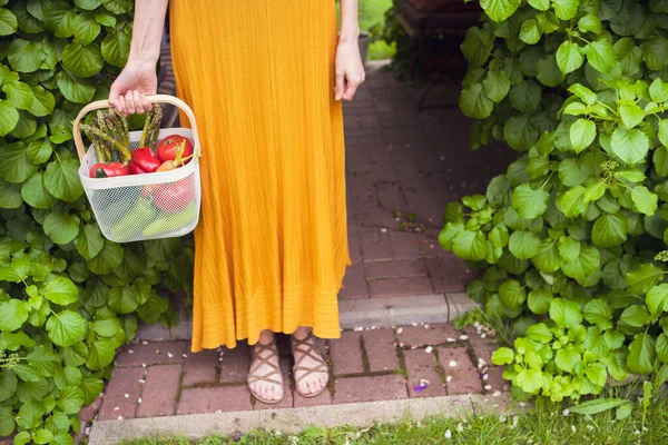 Keranjang dengan sayuran dalam pelukan wanita di latar belakang kebun hijau, fotografi untuk iklan dan blog — Stok Foto