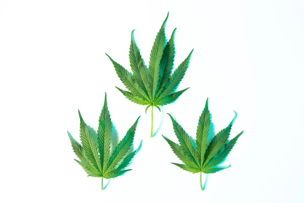 Feuilles de chanvre ou de cannabis sur fond de studio blanc, vue de dessus. marijuana médicale — Photo