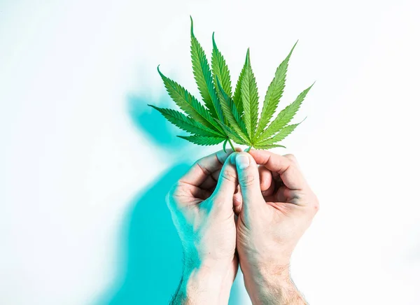 Feuilles de chanvre vert ou de cannabis dans les mains des hommes dans la lumière du studio au néon, vue du dessus — Photo