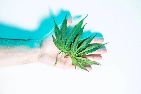 Feuilles de chanvre vert ou de marijuana sur la paume mâle dans la lumière du studio néon, vue du dessus — Photo