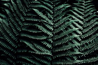 Fotokopi alanı olan koyu yeşil bir arka plan. Doğal.