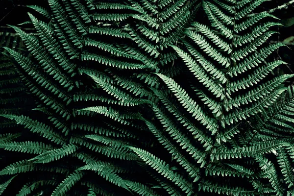 Dark Green Tropical Background Copy Space Natural — Stock Photo, Image