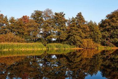 Sonbahar manzarası. Ağaçların turuncu rengi.