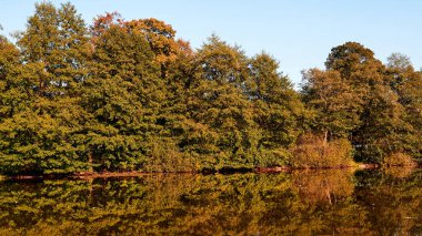Sonbahar manzarası. Ağaçların turuncu rengi.