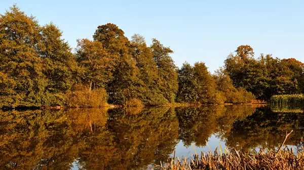 Sonbahar manzarası. Ağaçların turuncu rengi.