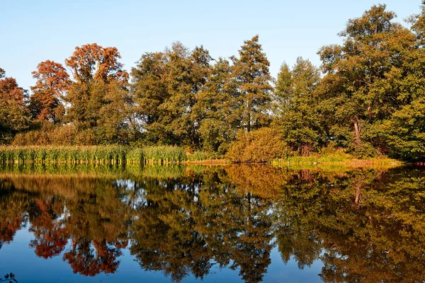 Sonbahar manzarası. Ağaçların turuncu rengi.