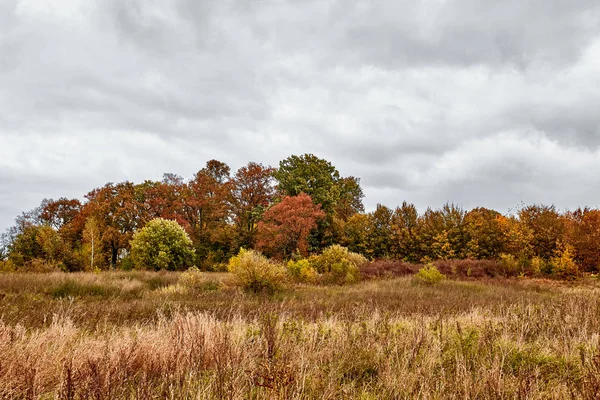 Autumn Landscape Orange Field Trees Stormy Sky — Stock Photo, Image