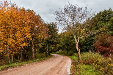 Sonbahar ormanında yol. Yaprak dökümü