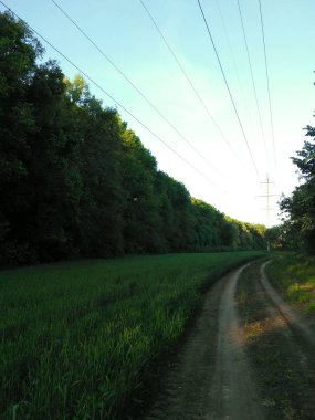 Ormanın yakınında yeşil çimenli ve yollu bir açıklık