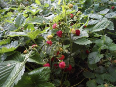 Bahçedeki bir çiçek tarlasında yetişen küçük çilek ormanı.