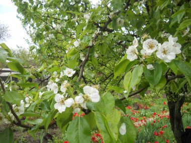 Çiçek açan elma ağacı beyaz çiçekler.