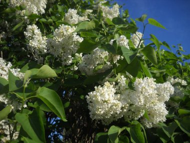 Serenia 'nın beyaz çiçekleri