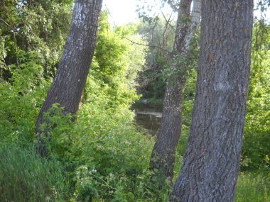 Yoğun orman nehre giden geçidi kapatıyor.