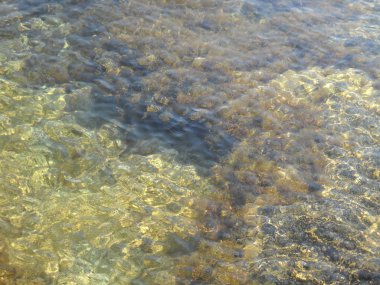 Temiz suyun içinden deniz mercan tabanını görebilirsiniz.