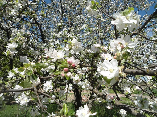 Arbre Fleurs Pommier Fleurs Blanches — Photo