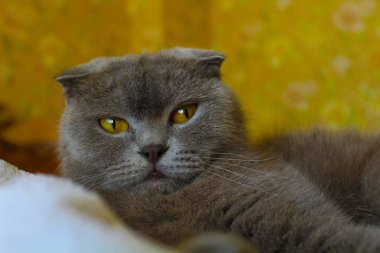 Leylak kanatlı kedi safkan.