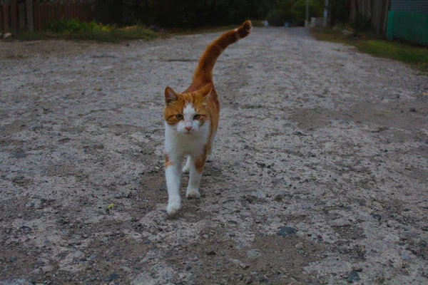 yolda kırmızı kedi