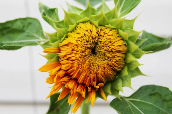 Beautiful blooming sunflower flower