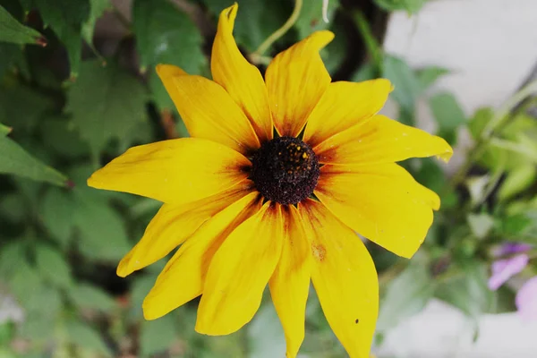 Aster ailesi güzel Rudbekia