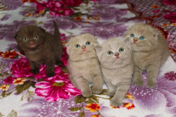 British Scared Kittens Pussies — Stock Photo, Image