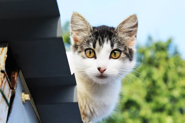 Kedi çatıda oturuyor.