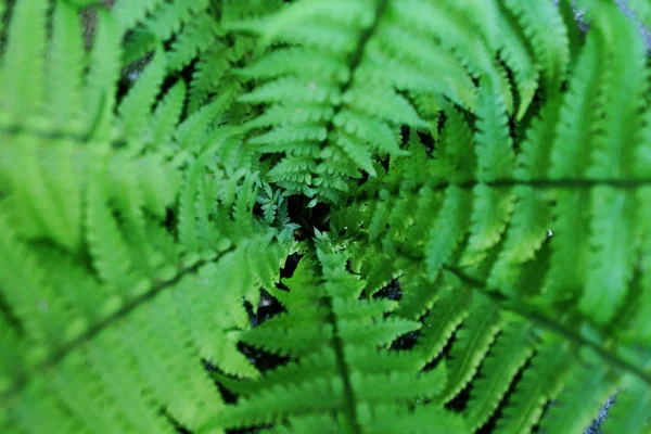 Juicy Green Plant Ancient Fern — Stock Photo, Image