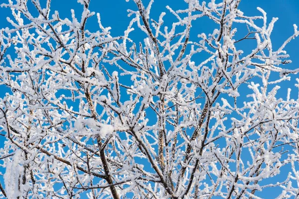 Trädgrenar Täckta Med Snö Mot Blå Himmel Vintern — Stockfoto