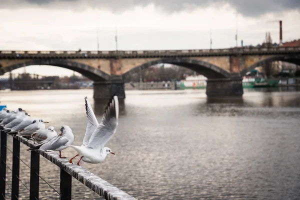 Many White Seagulls Standing Railing Riverside Vltava River Palacky Bridge — Stock Photo, Image