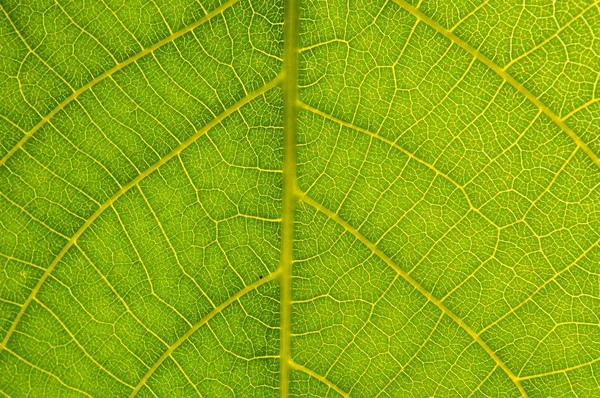 Деталь текстуры зеленого листа — стоковое фото