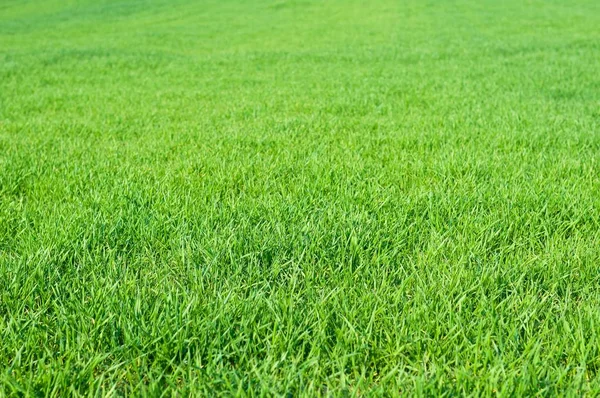 Green grass in spring as natural background — Stock Photo, Image