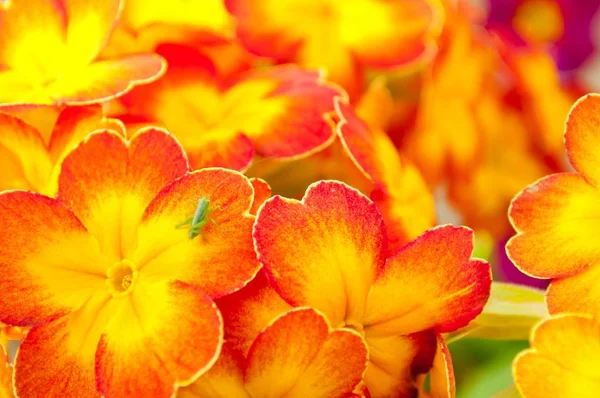 Primulas florecientes de primavera en macizo de flores —  Fotos de Stock