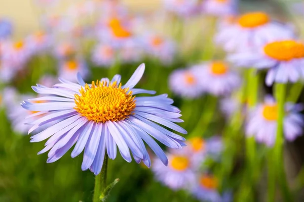 Lilla daisy (margueritt) i hagen – stockfoto