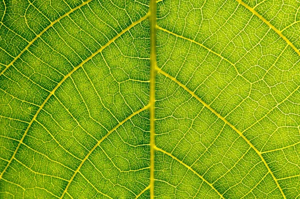 Detail of green leaf texture — Stock Photo, Image