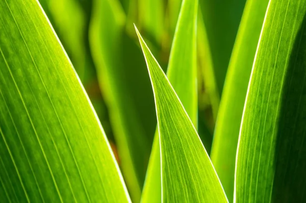 녹색 잎 추상 젠 스타일 — 스톡 사진