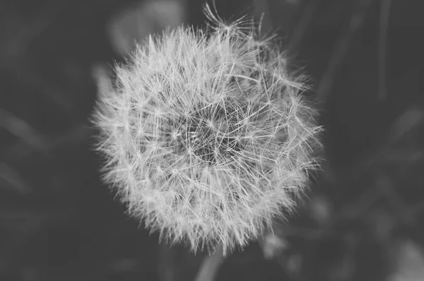 Detail of dandelion with matt effect. Black and white — Stock Photo, Image