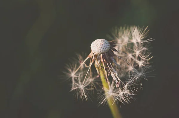 Detail of dandelion with matt effect — Stock Photo, Image