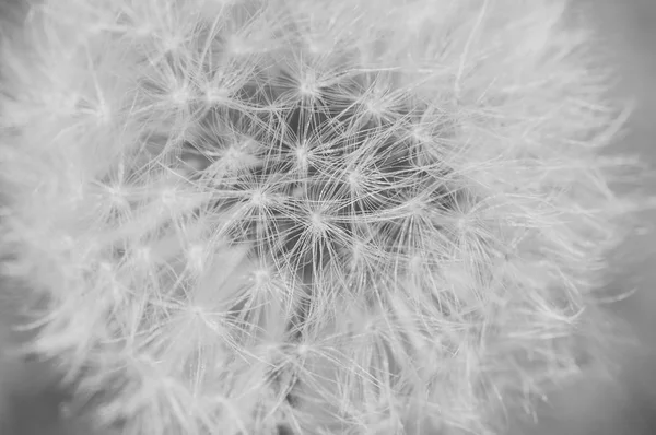 Dettaglio di dente di leone con effetto opaco. Bianco e nero — Foto Stock