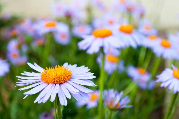 Lilla daisy (margueritt) i hagen – stockfoto