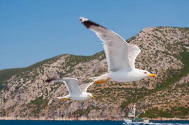 İki beyaz Seagull Hırvatistan 'da mavi deniz üzerinde uçan